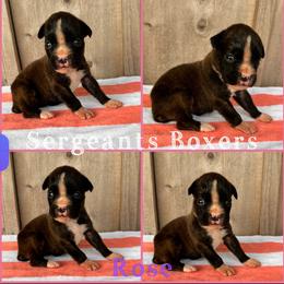 Rose - Brindle female Boxer puppy in Madisonville, Texas from Sergeant's Boxers