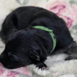Boy 1 - Black and tan male German Shepherd puppy in Allentown, Pennsylvania from VMH Shepherds