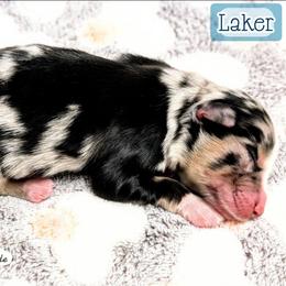 Laker - Blue merle male Miniature Australian Shepherd puppy in Punta Gorda, Florida from Christie's Creekside Aussies