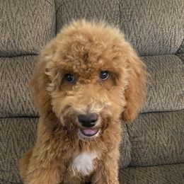 Bernedoodles, Cavapoos, and Goldendoodles from Golden Coast Doodles