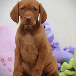 Roz - Golden rust female Vizsla puppy in Bloomington, Indiana from Envizion