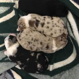 Australian Shepherd Puppies from Toni Thompson's Australian Shepherds