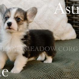 Astro - Black and tan male Pembroke Welsh Corgi puppy in Bend, Oregon from Highland Meadow Corgis