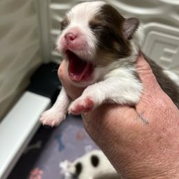 Girl 3 - Tri-colored female Pomeranian puppy in Maplefalls, Washington from Snow peak poms