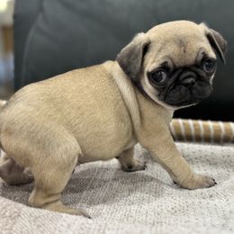 Megan - Boy (2) - Fawn male Pug puppy in Troutman, North Carolina from Ohana Pugs