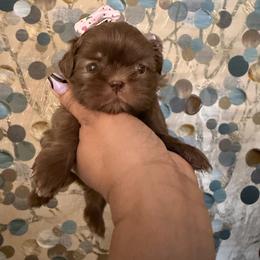 Truffle - Liver female Shih Tzu puppy in Milan, Tennessee from Gems Shih Tzu