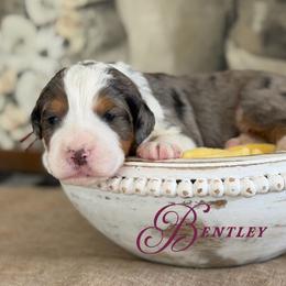Bentley - Blue merle male Bernedoodle puppy in Henry, Illinois from Rowe Farms Doodles