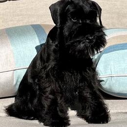Giant Schnauzer and Miniature Schnauzer Puppies from My Angel Schnauzers