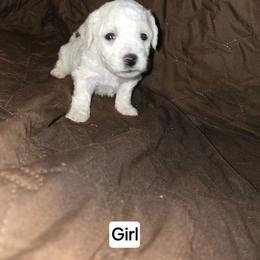 Diamond - White female Bichon Frise puppy in Altmar, Louisiana from Abbott Animals