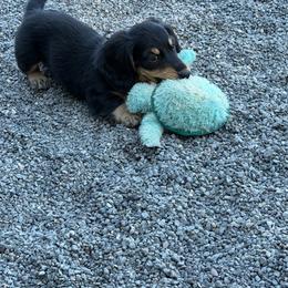 Danny - Black and cream male Dachshund puppy in Delta, Colorado from Weinderful Dachshunds