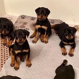 Rottweilers from Hahn Rottweiler