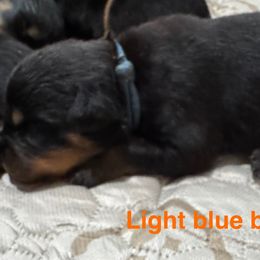 Light blue - Black and mahogany male Rottweiler puppy in Cheshire, Connecticut from Von Der Hügelspitze