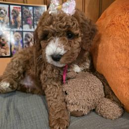 Bernedoodle and Goldendoodle Puppies from 4goldendoodles