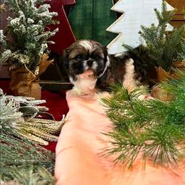 Girl 3( Joy) - Red and white female Shih Tzu puppy in North Carolina from WillowCreek Mountain View Shih Tzu