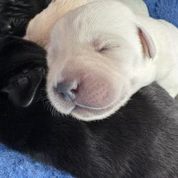 Boy 1 - Yellow male Labrador Retriever puppy in Turner, Maine from Bear Pond Retrievers