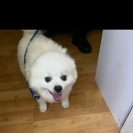 Ghost - Pomeranian