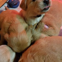 Golden Retriever Puppies from Emma's Golden Puppers