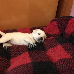 Labrador Retriever Puppies from Southfork Labradors