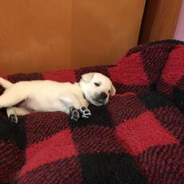Labrador Retriever Puppies from Southfork Labradors