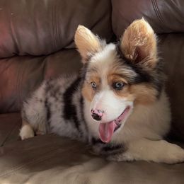 American Corgi and Basset Hound Puppies from High Hopes Hounds