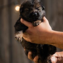 Boy 3 - Sable male German Shepherd puppy in Tamiami, Florida from Vom MontHaus