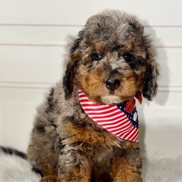 Marlin - Merle male Bernedoodle puppy in Beecher, Illinois from Erica’s Doodles