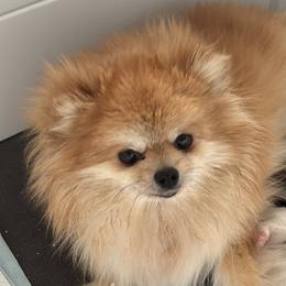 Dachshunds and Pomeranians from AZ Dachshunds & Poms