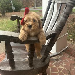 Samira - Apricot female Goldendoodle puppy in Mint Hill, North Carolina from DoodleForever