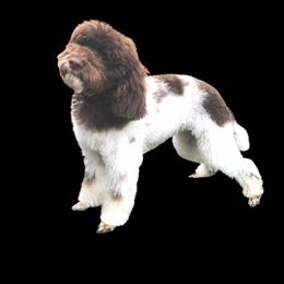 Gidget - Poodle