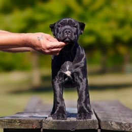 Cane Corso Puppies from Black Knight Cane Corso