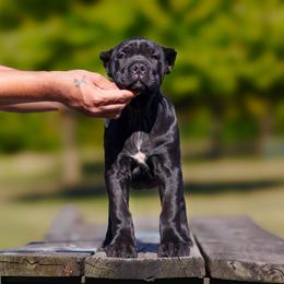 Cane Corso Puppies from Black Knight Cane Corso