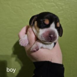 Boy 2 - Brown white and tan male Beagle puppy in Santa Margarita, California from S&R Ranch