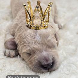 Washington - Apricot male Goldendoodle puppy in Neillsville, Wisconsin from Granton Creek