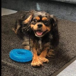 Cavalier King Charles Spaniel All Grown Up from Pepperhill Puppies