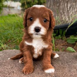 Kevin - Red male Cavapoo puppy in Salt Lake City, Utah from SunnySide Mini Doodles