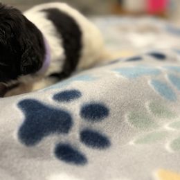 Goldendoodle and Poodle Puppies from Southern Stroll Poodles & Doodles