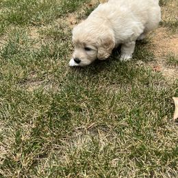 Goldendoodle Puppies from Ellie's Goldendoodles