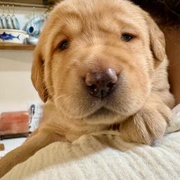 Clementine - Yellow female Labrador Retriever puppy in Weatherford, Texas from CapeWest R&T