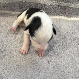 Boy 2 - Black and white male Border Collie puppy in Temecula, California from Joni Gibson's Border Collies