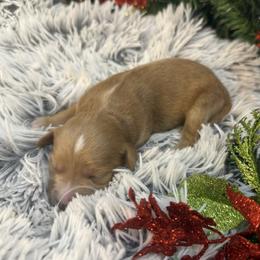Audie - Red  male Goldendoodle puppy in Ambrose, Georgia from Brandilyn's Aussies