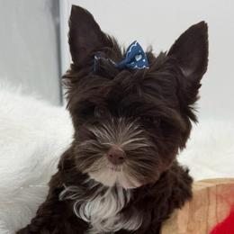 Nash - Liver male Yorkshire Terrier puppy in Benton, Illinois from Furry Tailz Yorkies