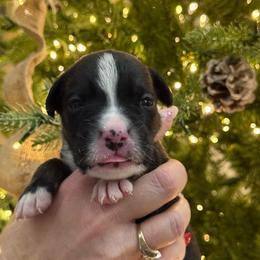 Lennox - Brindle male Boxer puppy in Jamesville, New York from Reynolds Homestead Boxers