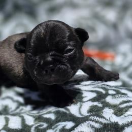 Orange collar - Brindle male French Bulldog puppy in Polk City, Florida from Best Friend Frenchies, LLC