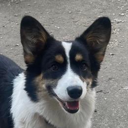 Maggie - American Corgi