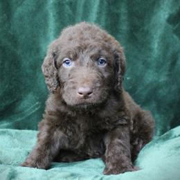 Gnocchi - Chocolate male Labradoodle puppy in Lanexa, Virginia from Lees Reach Farm