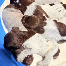 Tik - Brown and gray male Wirehaired Pointing Griffon puppy in Shelbyville, Texas from AndersonK9Kennels Bayou Beards