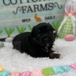 Boy 7 - Black tri Miniature Australian Shepherd puppy in Buchanan, Georgia from Stanleyville Farm Mini Aussies
