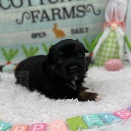 Boy 7 - Black tri Miniature Australian Shepherd puppy in Buchanan, Georgia from Stanleyville Farm Mini Aussies
