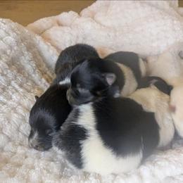 Pomeranian puppies from HillTop Pomeranians ✨