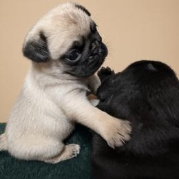 Fawn Male is growing fast. Chubby. - Fawn male Pug puppy in Saugus, Massachusetts from Pug Puppies of Boston